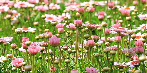 Garten Pool und Grillen Banner